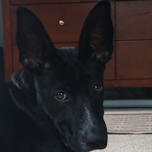 Meet your Posher, Laila